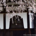 吉峰寺の枝垂れ桜